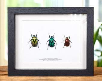 Flower Beetle Rainbow Trio In Box Frame from Thailand