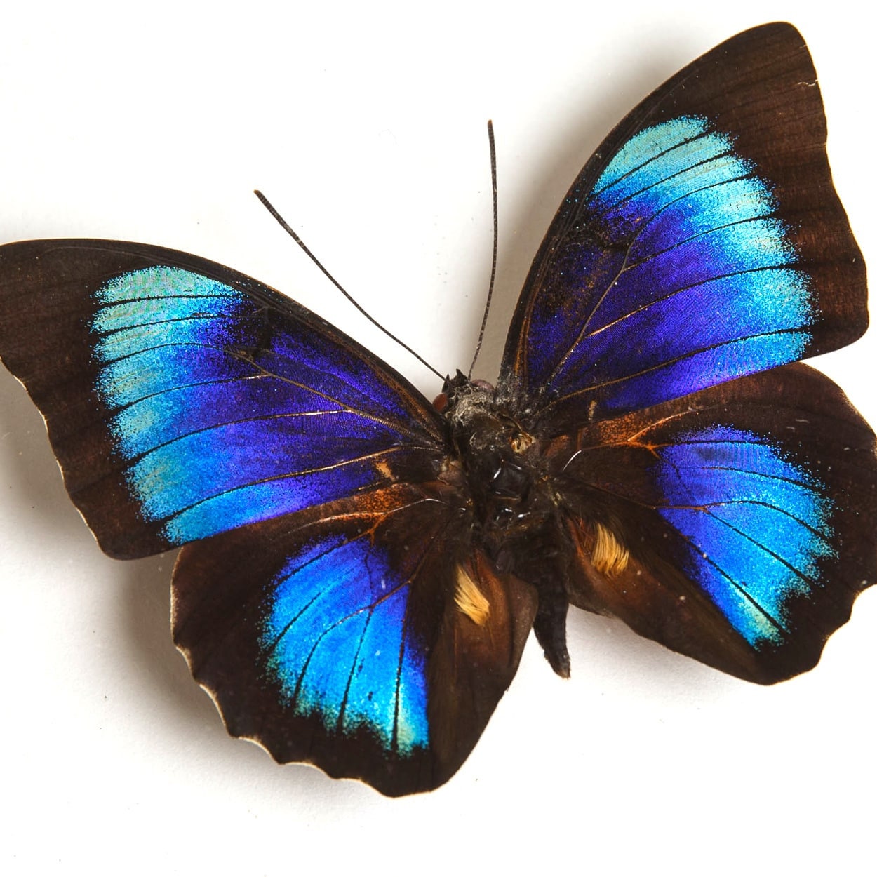 Electric Blue Agrias X Prepona Hybrid Butterfly in Handmade Frame