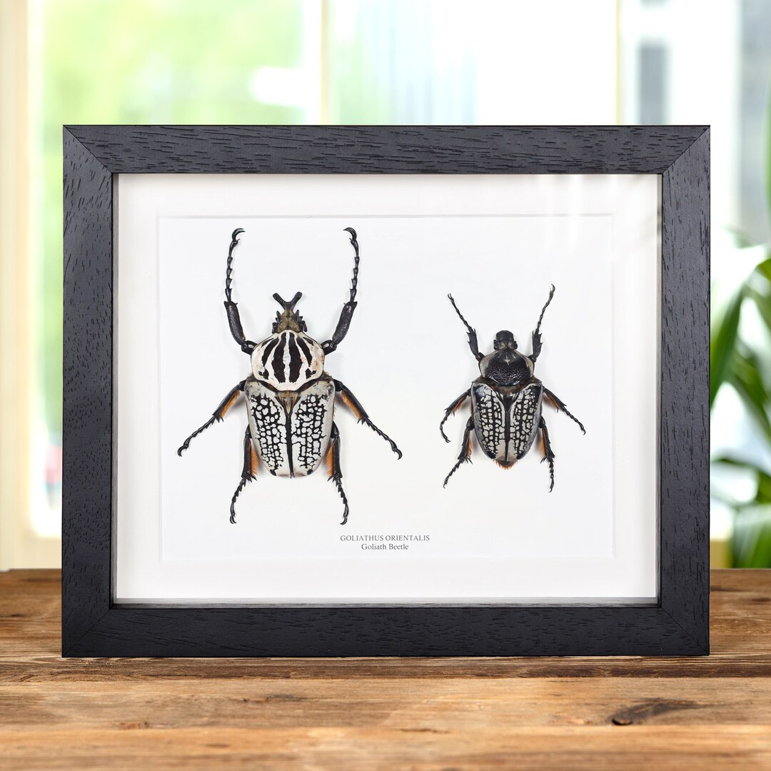 Giant Goliath Beetle Male & Female Pair in Box Frame (goliathus