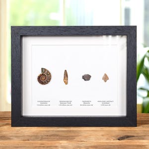 May include: A framed display of four fossils and artefacts, including an ammonite, a spinosaur tooth, a meteorite, and an arrowhead. Each item is labelled with its name, type, and age.