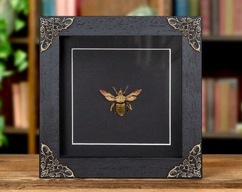 The Carpenter Bee In Baroque Style Frame (Xylocopa confusa)