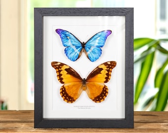Pareja de mariposas Helena Morpho en marco de madera hecho a mano