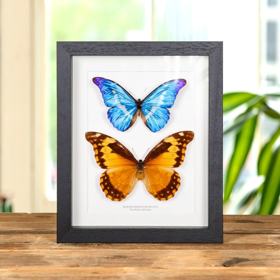 Helena Morpho Butterfly Male & Female Pair in Box Frame (morpho