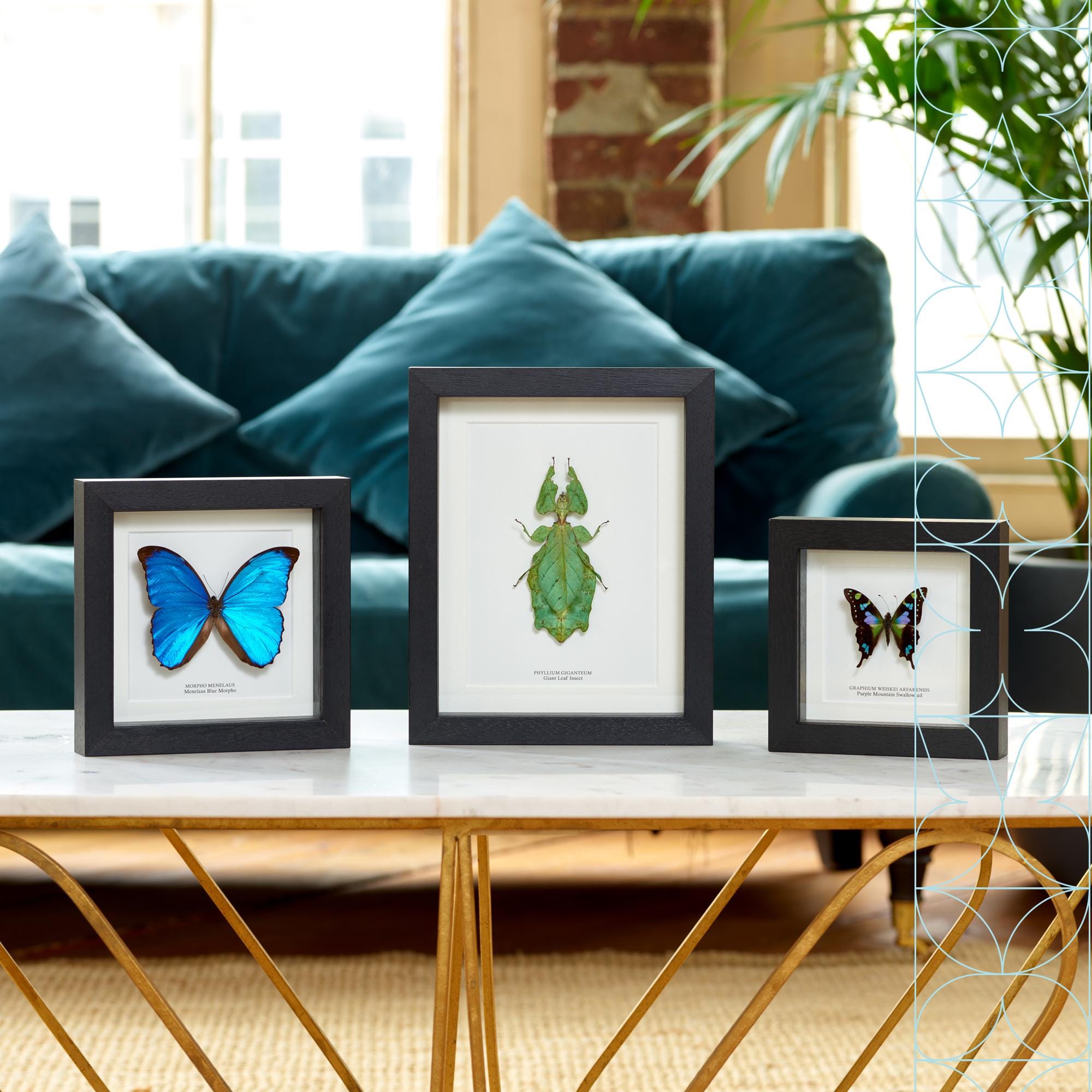 Morpho Cisseis Orange Form Butterfly in Baroque Style Frame