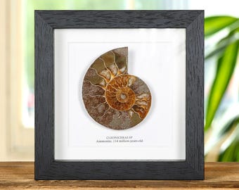 Fossile di ammonite tagliato e lucidato in cornice (Cleoniceras sp)