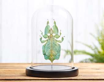 Graublattinsekt im Glasdom (Phyllium bioculatum)