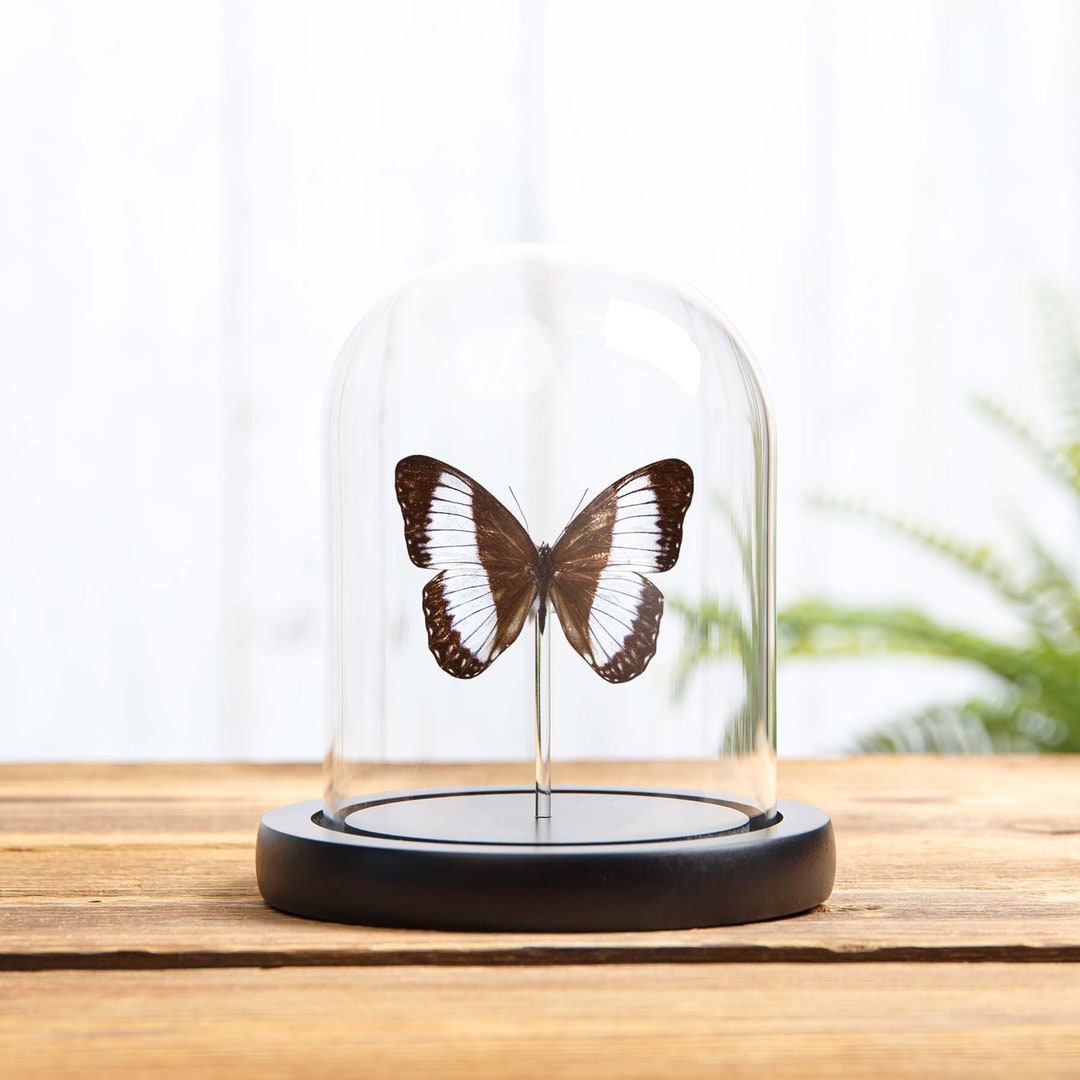 Zethera Pimplea Butterfly in Glass Dome With Wooden Base From ...