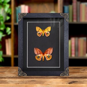 IO Moth Male &amp; Female Pair In Baroque Style Frame (Automeris io)