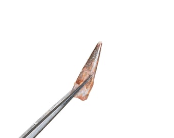 Pterosaur Dinosaur Tooth Fossil (Coloborhynchus moroccensis)