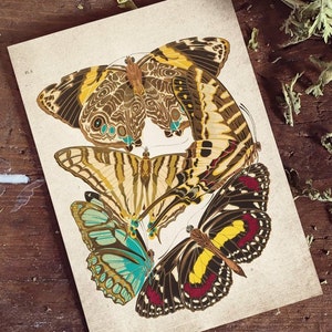 Butterfly Print,  Antique Butterfly Print, Antique Butterfly Art Print, Vintage Butterfly Print Wall Art - A4, A3, A2