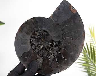 Rare 8 Inch Black Ammonite Cut &amp; Polished Fossil (Cleoniceras sp)