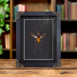 The Water Scorpion In Baroque Style Frame (Nepa cinerea)