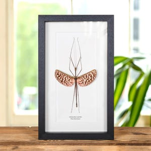 Pink Stick Insect In Box Frame (Diesbachia tamyris)