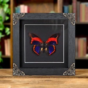 Prepona praeneste - Etsy España