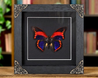 Very Rare Female Fuchsia Brush-footed Butterfly Framed Taxidermy