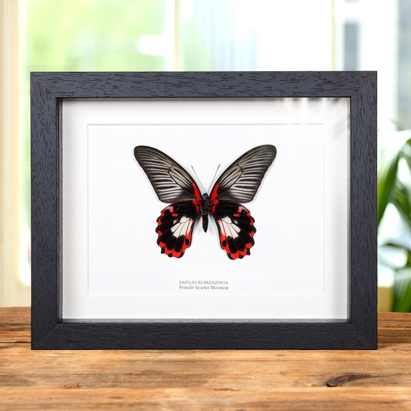 Scarlet Mormon White Form in Box Frame (Papilio rumanzovia)