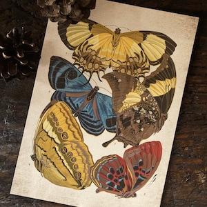 Butterfly Print, Antique Butterfly Print, Antique Butterfly Art Print, Vintage Butterfly Print Wall Art - A4, A3, A2