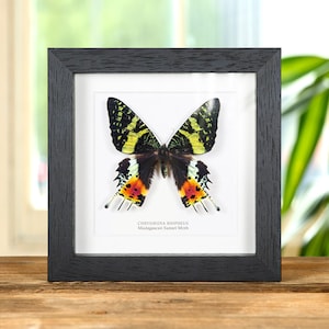 Madagascan Sunset Moth In Box Frame (Chrysiridia rhipheus)