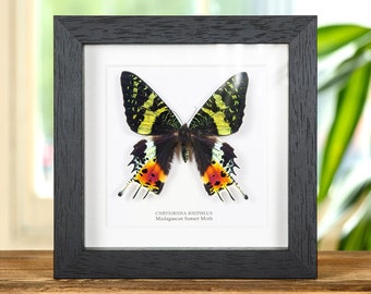 May include: A framed black and yellow butterfly with red and orange accents. The butterfly is labeled "Chrysridia Rhipheus Madagascan Sunset Moth".