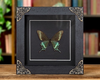 Framed Alpine Black Swallowtail Butterfly (Papilio maackii), Handmade Display