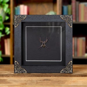 May include: A framed insect specimen, presented in a black wooden frame with decorative corner accents. The insect is centered on a black background with a white border. The frame is displayed on a wooden surface.