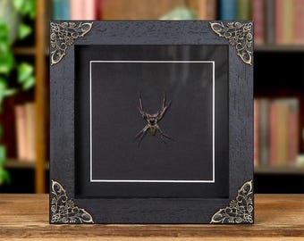 Worlds Largest Giant Jumping Spider In Baroque Style Frame (Hyllus giganteus)