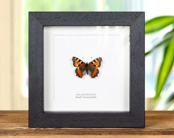 The Small Tortoiseshell Butterfly in Box Frame (Aglais urticae)