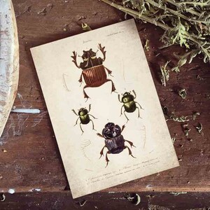 Beetle Giclee Print, Antique Beetle Print, Antique Beetle Art Print, Vintage Entomology Print Wall Art - A4, A3, A2