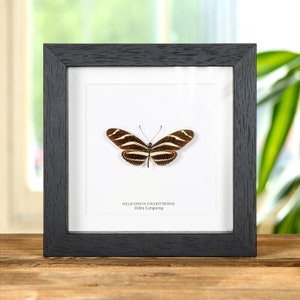May include: A framed butterfly specimen with black and white stripes. The butterfly is labeled "Heliconius Charithonia Zebra Longwing".