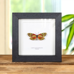 Campylotes burmanus Moth In Box Frame From Thailand