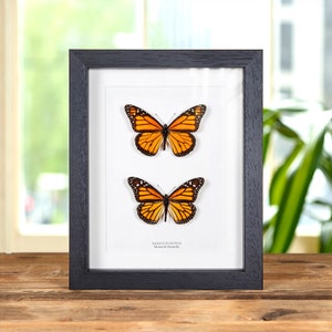 Monarch Butterfly Male & Female Pair in Box Frame (Danaus plexippus)