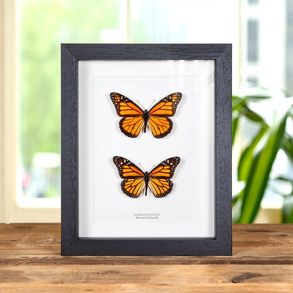 Paire de papillons monarques mâles et femelles dans un cadre carré (Danaus plexippus)