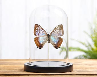 Zeldzame vrouwelijke Sulkowsky's Morpho-vlinder in glazen koepel (Morpho sulkowskyi)