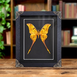 Giant Silk Moth In Baroque Style Frame (Actias groenendael acutapex)