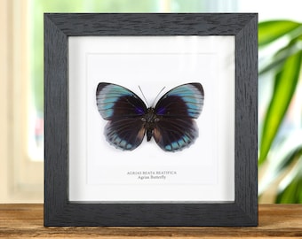 May include: A framed butterfly specimen with blue and black wings. The butterfly is labeled "Agrias Beata Beatifica" and "Agrias Butterfly".