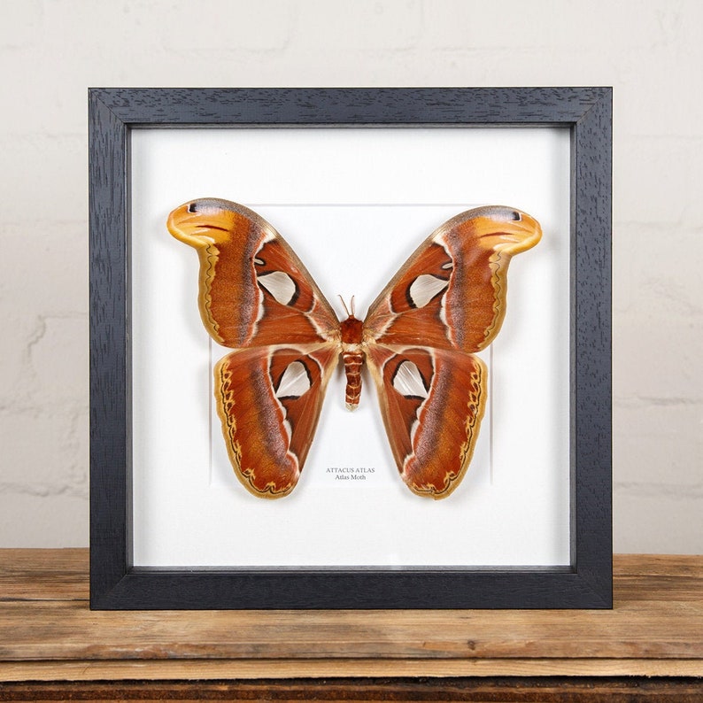 Female Atlas Moth in Box Frame Attacus atlas Real Moth | Etsy