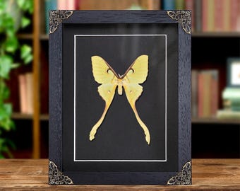 Female Malaysian Moon Moth In Baroque Style Frame (Actias maenas diana)