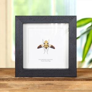 Peut inclure: Un spécimen d'insecte encadré d'un sphinx à tête de mort (Acherontia atropos) avec un cadre noir et un passe-partout blanc. L'insecte est présenté avec ses ailes déployées, montrant ses marques distinctives en forme de crâne sur son thorax. L'étiquette sous l'insecte indique "EUCORYSSES GRANDIS Death Head Bug."