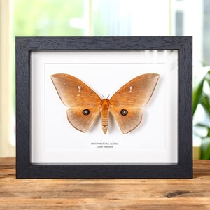 Op de afbeelding: Een ingelijst insectenspecimen van een bruine en beige reuzenzijde-spinner, *Pseudobunea alinda*, met zwarte oogvlekken op zijn vleugels.