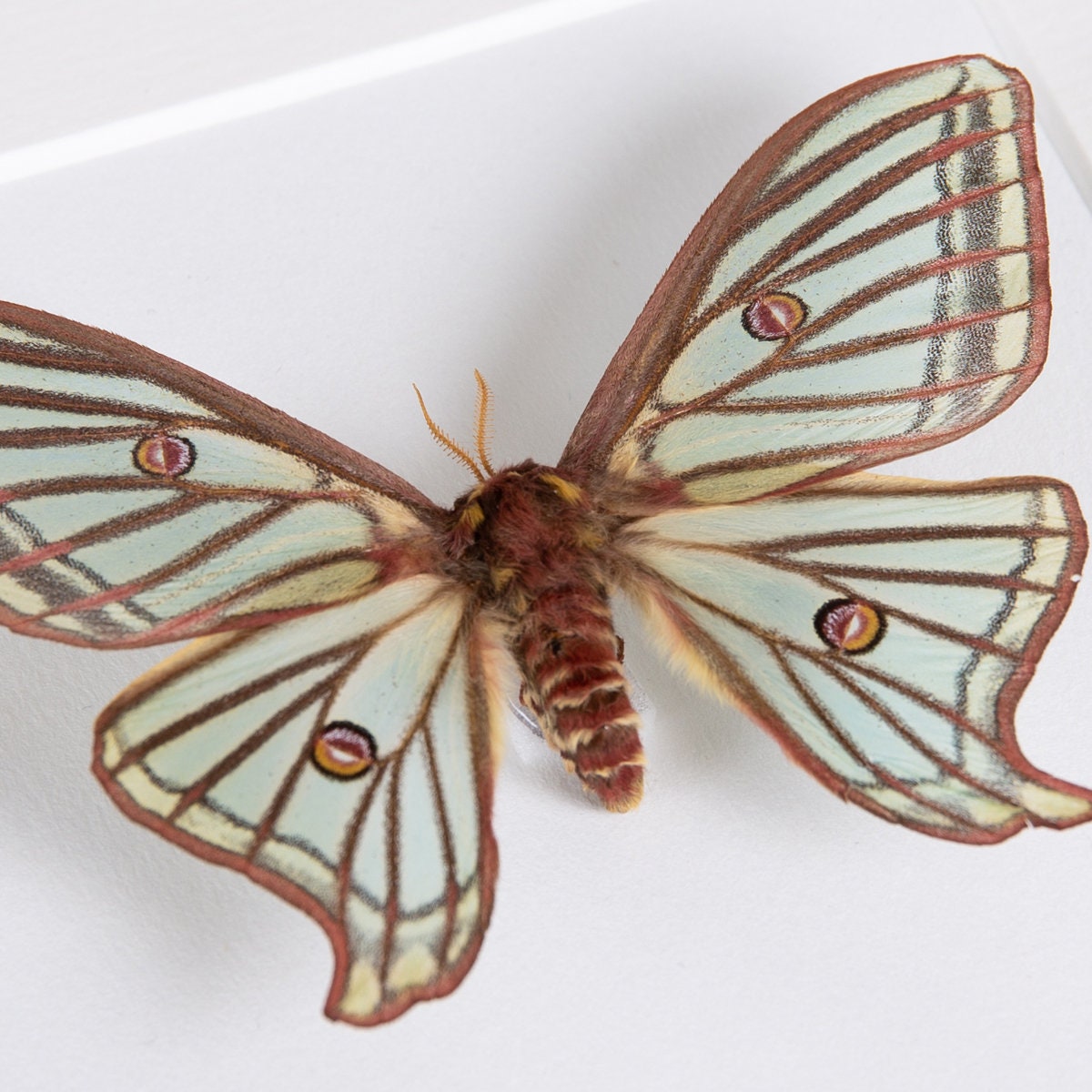 Female Spanish Moon Moth in Box Frame (graellsia Isabellae) - Etsy