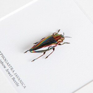 Rainbow Jewel Beetle in Box Frame Cyphogastra javanica image 3