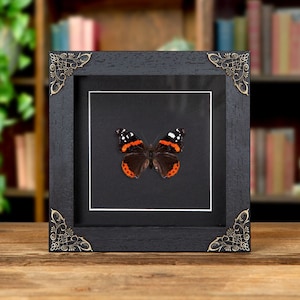 The Red Admiral In Baroque Style Frame (Vanessa atalanta)