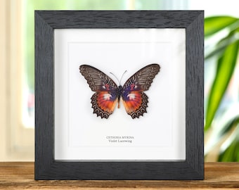 Violet Lacewing Butterfly in Box Frame (Cethosia myrina)