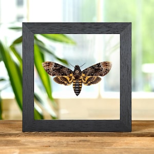 Death&#39;s Head Moth In Clear Glass Frame (Acherontia lachesis)