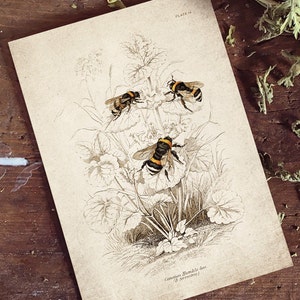 Bumble Bee Giclee Print, Antique Bee Print, Antique Bee Art Print, Vintage Entomology Print Wall Art - A4, A3, A2