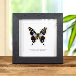 Purple Mountain Swallowtail in Box Frame (Graphium weiskei arfakensis)