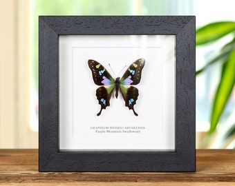 Purple Mountain Swallowtail In Box Frame (Graphium weiskei arfakensis)