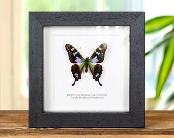 Purple Mountain Swallowtail in Box Frame (Graphium weiskei arfakensis)