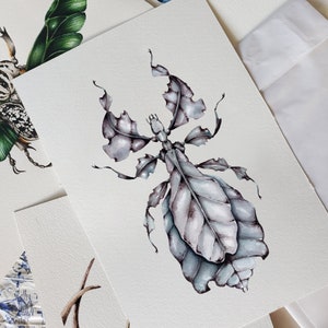 Gray's Leaf Insect (Phyllium bioculatum) Watercolour Giclée Print