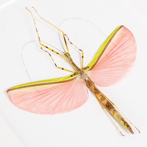 Pink Winged Stick Insect in Box Frame Necroscia annulipes 画像 3